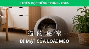 bí mật của loài mèo